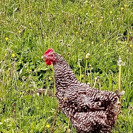 2 Bar Restaurant Valbone