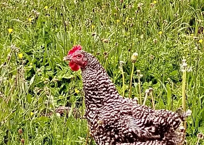 2 Bar Restaurant فالبني